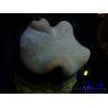 WYSIWYG Sarcophyton