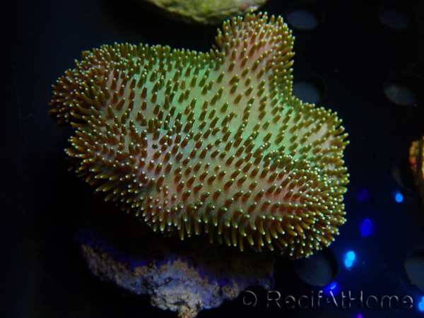 WYSIWYG Sarcophyton
