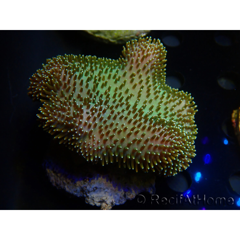 WYSIWYG Sarcophyton