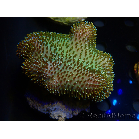 WYSIWYG Sarcophyton