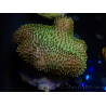 WYSIWYG Sarcophyton sp 4