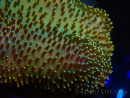 WYSIWYG Sarcophyton