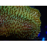 WYSIWYG Sarcophyton sp 4