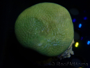 WYSIWYG Sarcophyton sp 5