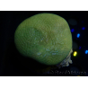 WYSIWYG Sarcophyton sp 5