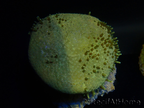 WYSIWYG Sarcophyton