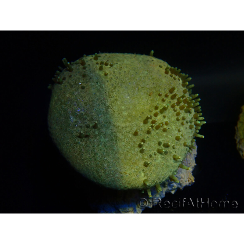 WYSIWYG Sarcophyton