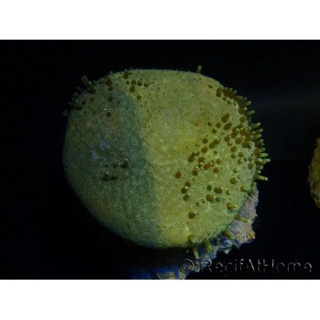 WYSIWYG Sarcophyton