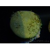 WYSIWYG Sarcophyton