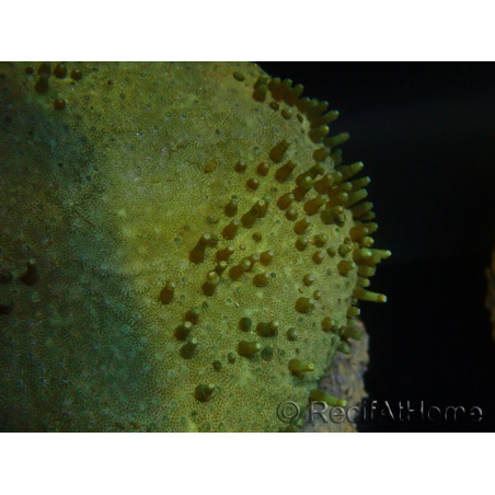 WYSIWYG Sarcophyton sp 6
