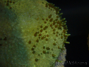 WYSIWYG Sarcophyton