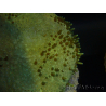 WYSIWYG Sarcophyton sp 6
