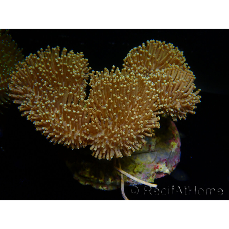 WYSIWYG Sarcophyton