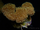 WYSIWYG Sarcophyton