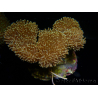 WYSIWYG Sarcophyton