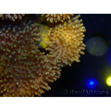 WYSIWYG Sarcophyton