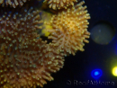 WYSIWYG Sarcophyton sp 7