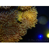 WYSIWYG Sarcophyton