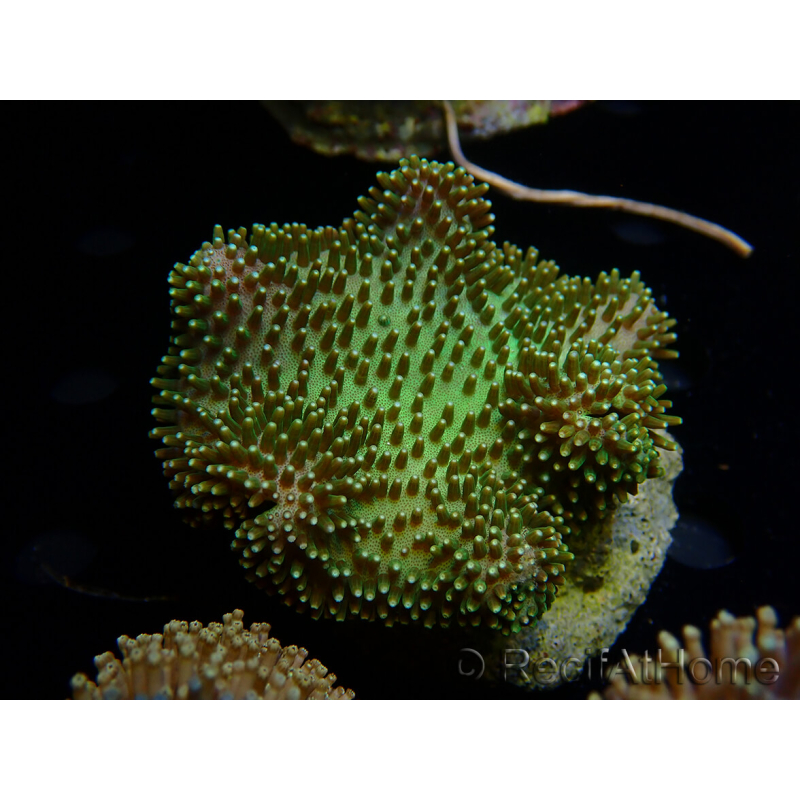WYSIWYG Sarcophyton