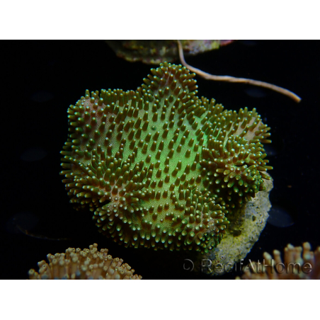 WYSIWYG Sarcophyton sp 8