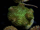 WYSIWYG Sarcophyton sp 8