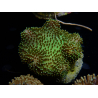 WYSIWYG Sarcophyton