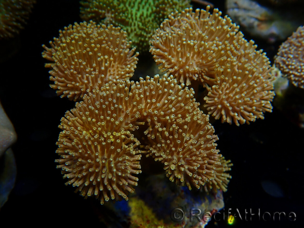 WYSIWYG Sarcophyton