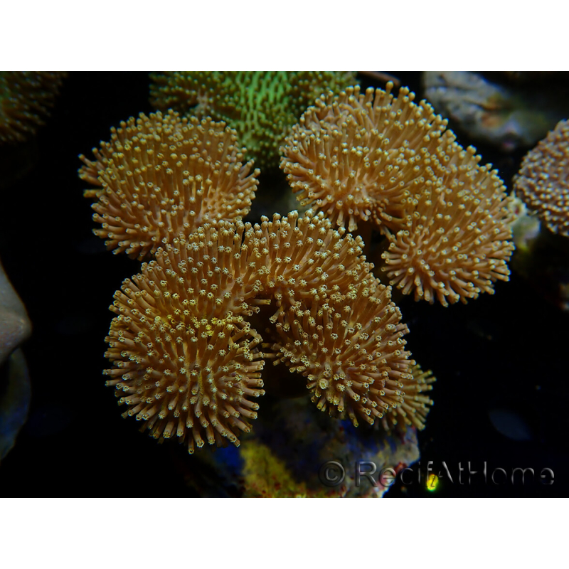 WYSIWYG Sarcophyton
