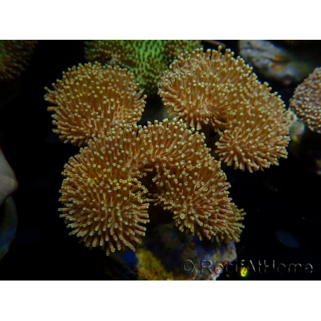 WYSIWYG Sarcophyton
