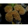 WYSIWYG Sarcophyton