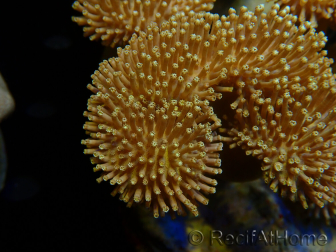 WYSIWYG Sarcophyton sp 9