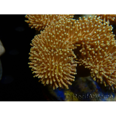 WYSIWYG Sarcophyton