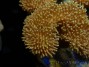 WYSIWYG Sarcophyton