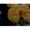 WYSIWYG Sarcophyton sp 9