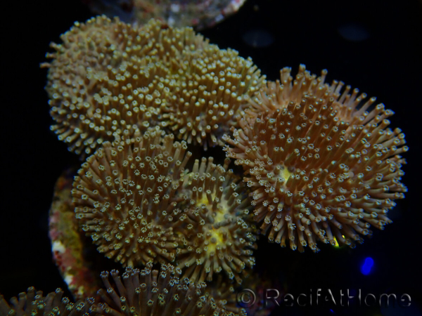 WYSIWYG Sarcophyton