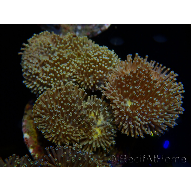 WYSIWYG Sarcophyton sp 10