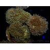 WYSIWYG Sarcophyton