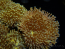 WYSIWYG Sarcophyton