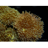 WYSIWYG Sarcophyton