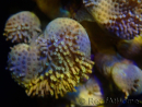 WYSIWYG Sarcophyton sp 11
