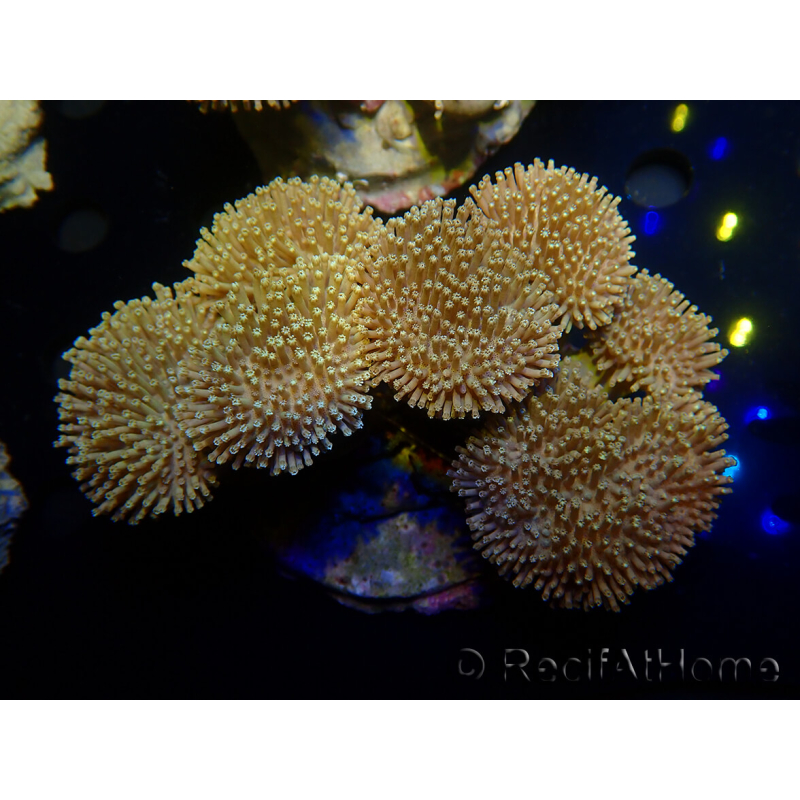 WYSIWYG Sarcophyton sp 12