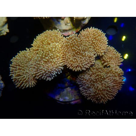 WYSIWYG Sarcophyton sp 12