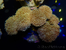 WYSIWYG Sarcophyton sp 12