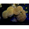 WYSIWYG Sarcophyton