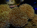WYSIWYG Sarcophyton