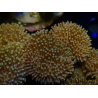 WYSIWYG Sarcophyton sp 12