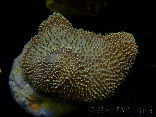 WYSIWYG Sarcophyton sp 14