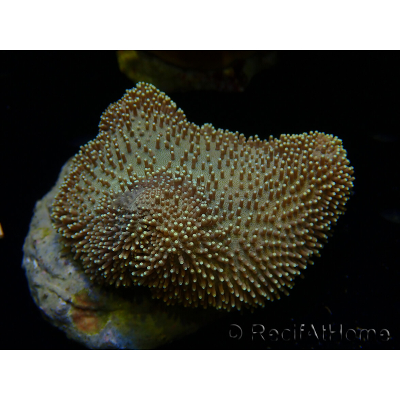 WYSIWYG Sarcophyton sp 14