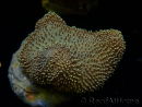 WYSIWYG Sarcophyton sp 14