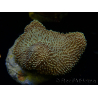 WYSIWYG Sarcophyton